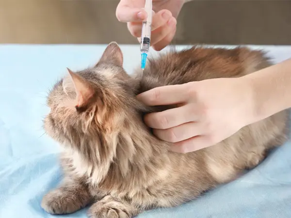 Kat får vaccination hos dyrlæge