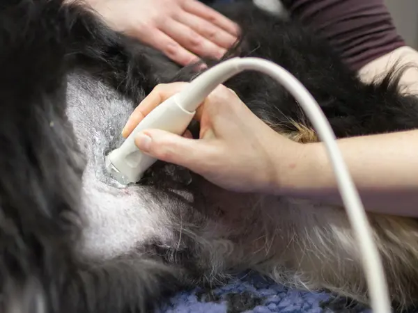 Ultralydsscanning af hund
