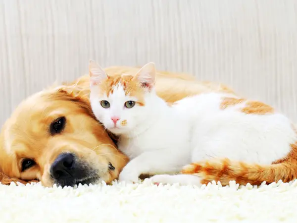Hund og kat ligger tæt sammen